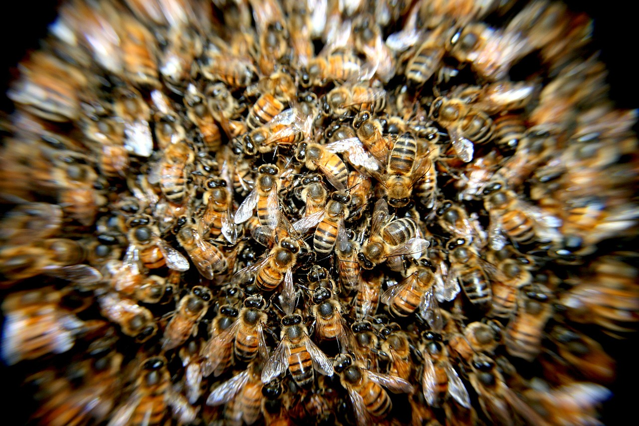 El enjambre de abejas díscolo